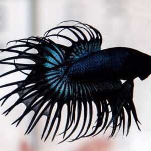 Crowntail Betta Fish 4-6 cm