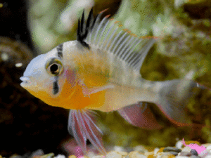 Bolivian Ram 3-5cm