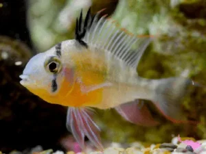 Bolivian Ram 3-5cm