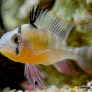 Bolivian Ram 3-5cm