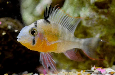 Bolivian Ram 3-5cm