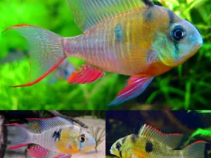 Bolivian Ram / Bolivian Butterfly Cichlid (Mikrogeophagus altispinosus)