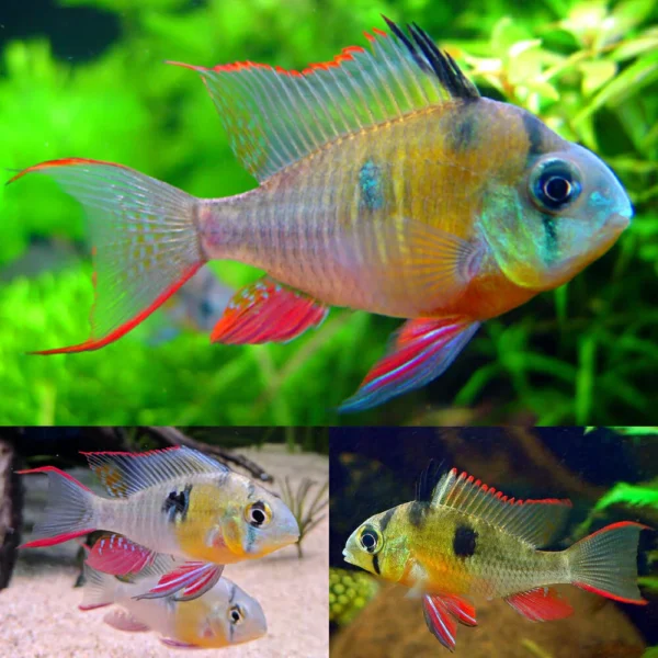 Bolivian Ram / Bolivian Butterfly Cichlid (Mikrogeophagus altispinosus)