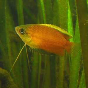 Honey Gourami