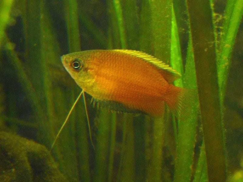 Honey Gourami – peshk akuariumi