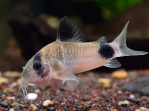 Panda Corydora 2-3 cm