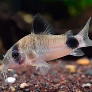 Panda Corydora 2-3 cm