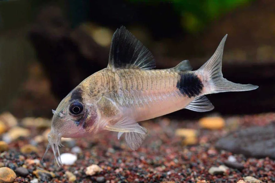 Panda Corydoras – peshk akuariumi