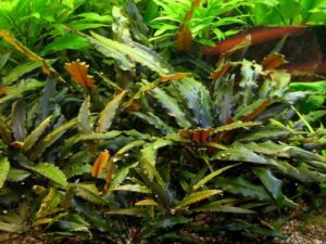 Cryptocoryne Wendtii 'Brown'