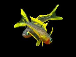 Forktail Blue-eye Rainbowfish (Pseudomugil furcatus)