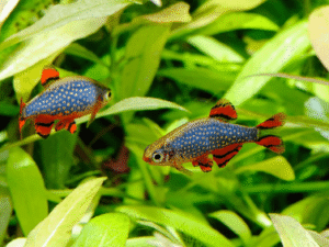 Galaxy Rasbora