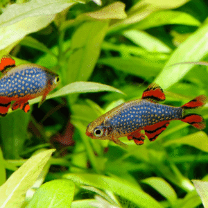 Galaxy Rasbora