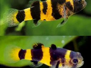 Bumblebee Goby (Brachygobius doriae)