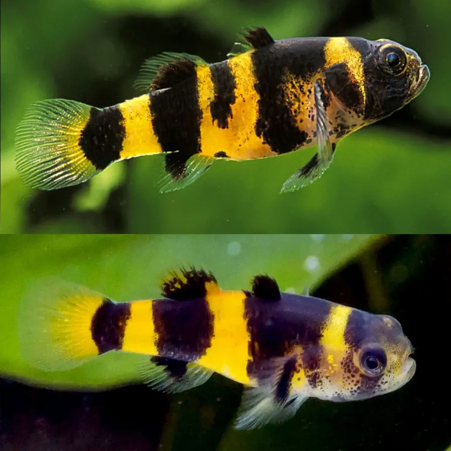 Bumblebee Goby – peshk akuariumi