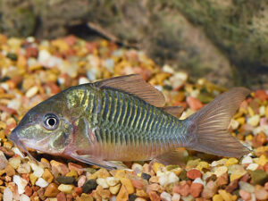 Green Corydoras / Bronze Corydoras (Corydoras aeneus)