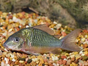 Green Corydoras / Bronze Corydoras (Corydoras aeneus)