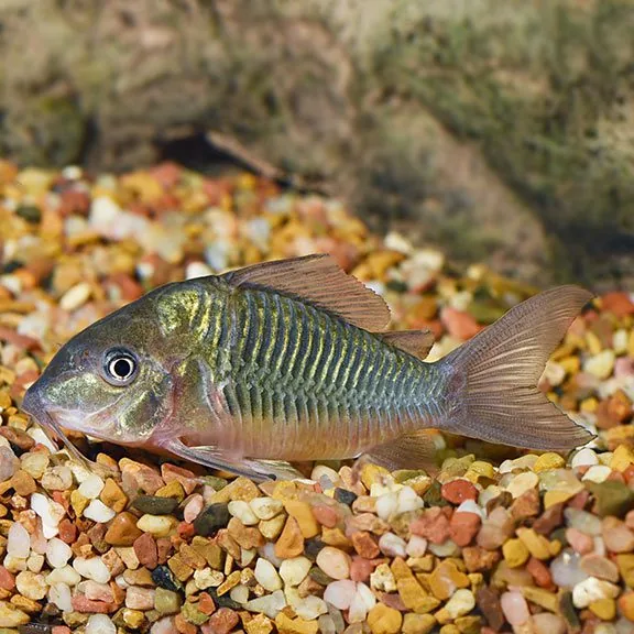 Bronze Corydoras – peshk akuariumi