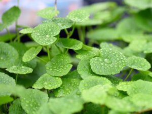 Hydrocotyle Leucocephala
