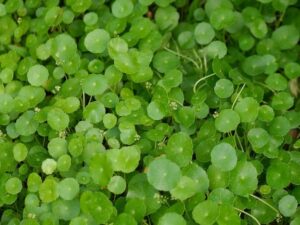 Hydrocotyle Verticillata