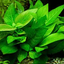 Hygrophila Corymbosa (Temple Plant)
