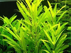 Hygrophila Corymbosa 'Siamensis'