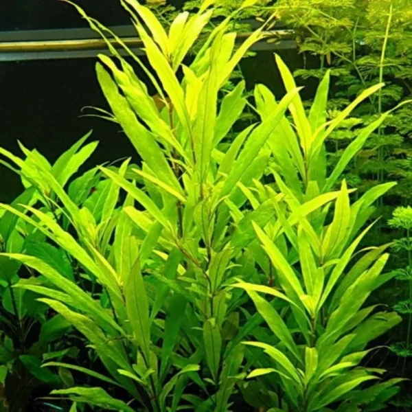 Hygrophila Corymbosa 'Siamensis'