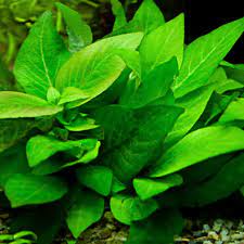 Hygrophila Corymbosa (Temple Plant)