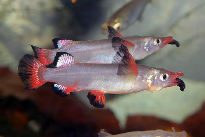 Celebes Halfbeak – peshk akuariumi