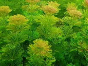 Limnophila Sessiliflora