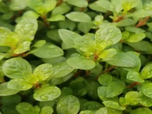 Ludwigia Ovalis
