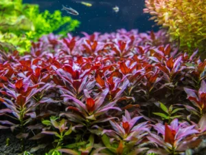 Ludwigia Peruensis (Ludwigia Glandulosa)