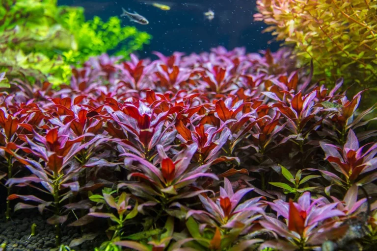 Ludwigia Peruensis (Ludwigia Glandulosa)