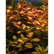 Ludwigia Repens (Creeping Primrose-Willow)