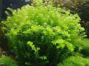 Micranthemum Micranthemoides (Pearl Weed)