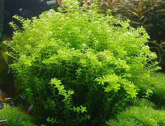 Micranthemum Micranthemoides (Pearl Weed)