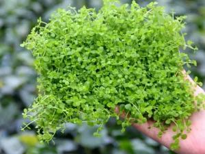 Micranthemum 'Monte Carlo'