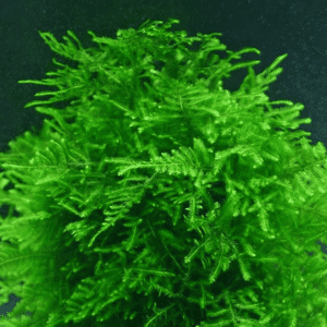 Java Moss