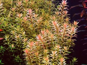 Rotala rotundifolia