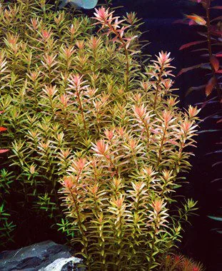 Rotala rotundifolia