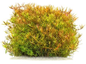 Rotala rotundifolia 'Laos'