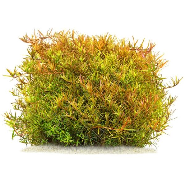 Rotala rotundifolia 'Laos'
