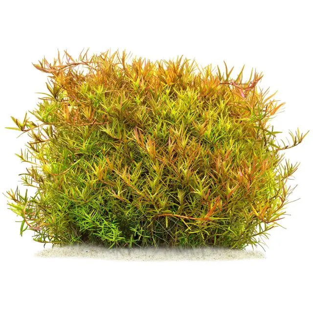 Rotala rotundifolia ‘Laos’