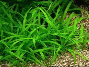Sagittaria Subulata (Dwarf Sagittaria)