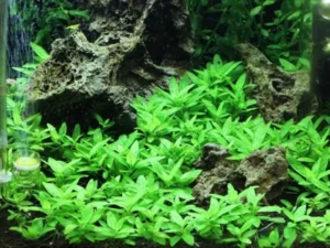 Staurogyne Repens