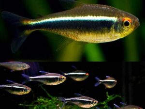 Black Neon Tetra (Hyphessobrycon herbertaxelrodi)
