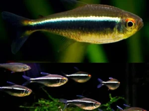Black Neon Tetra (Hyphessobrycon herbertaxelrodi)