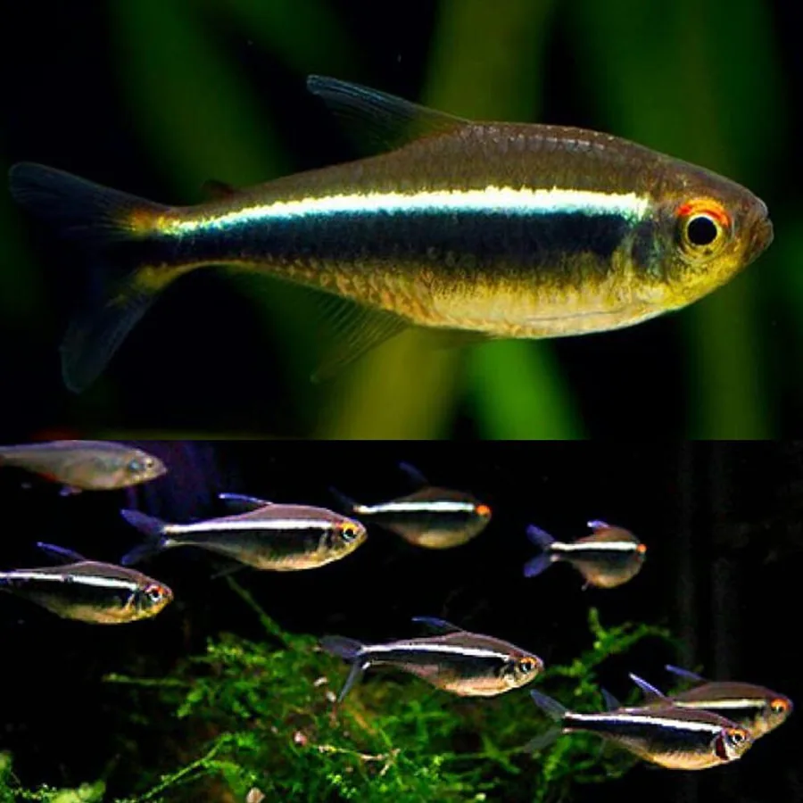 Black Neon Tetra – peshk akuariumi