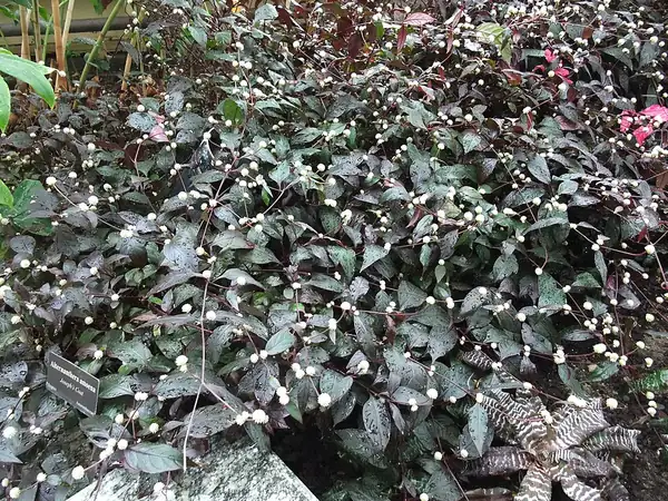 Alternanthera bettzickiana – bimë akuariumi