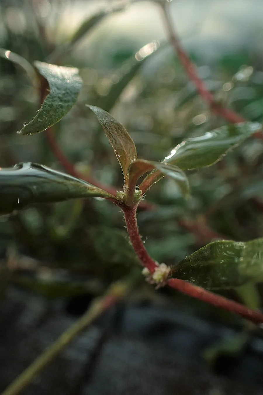 Alternanthera reineckii 'Rosaefolia' – bimë akuariumi