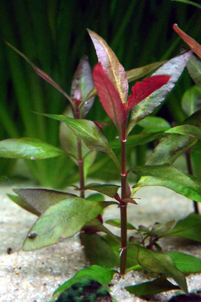 Alternanthera reineckii – bimë akuariumi